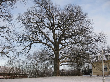 Tolvilan_tammi_II.jpg